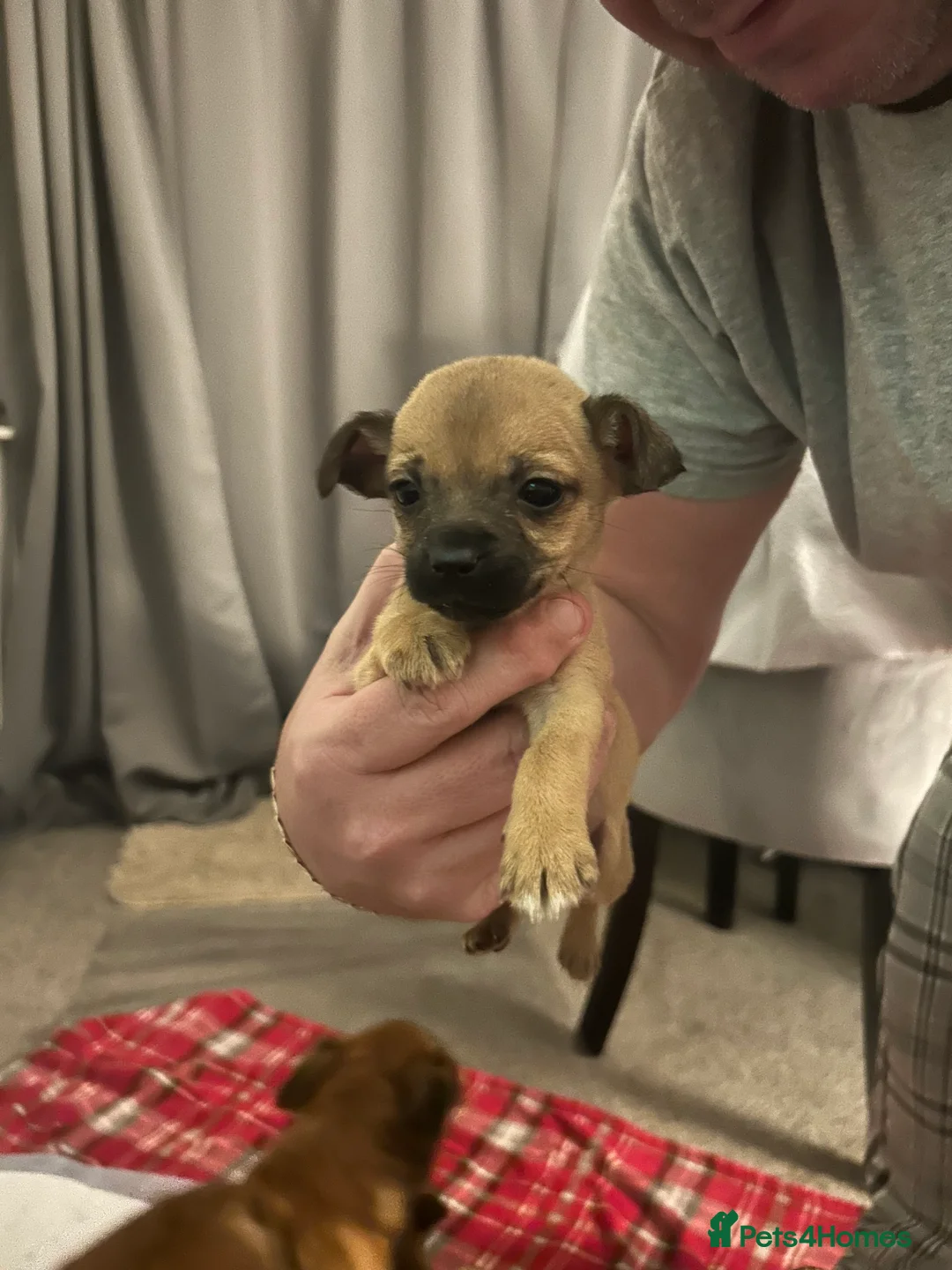 Mixed Breed dogs for sale: Chihuahua x terrier  - Advert 2