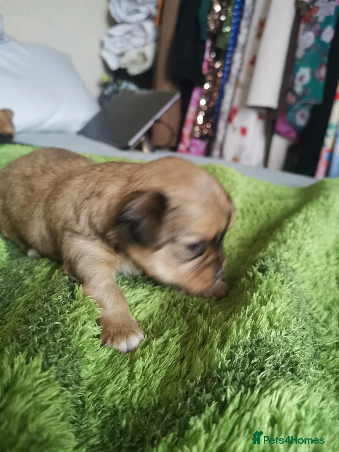 Mixed Breed dogs for sale: Girl  in Barrow-in-Furness - Advert 2