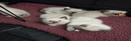 Ragdoll cats for sale: TICA/GCCF registered ragdoll kittens - Advert 18