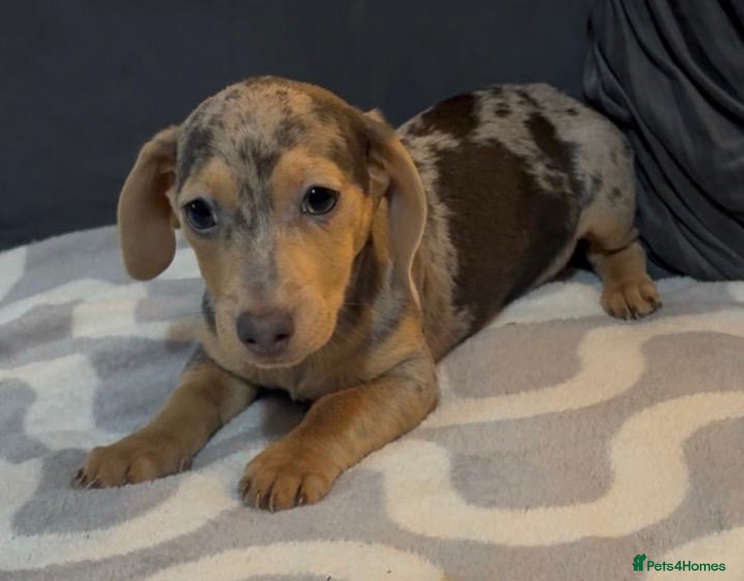 Mixed Breed dogs for sale: Daxijacks puppies ❤️💙 - Advert 4