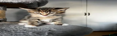 Tabby Girl