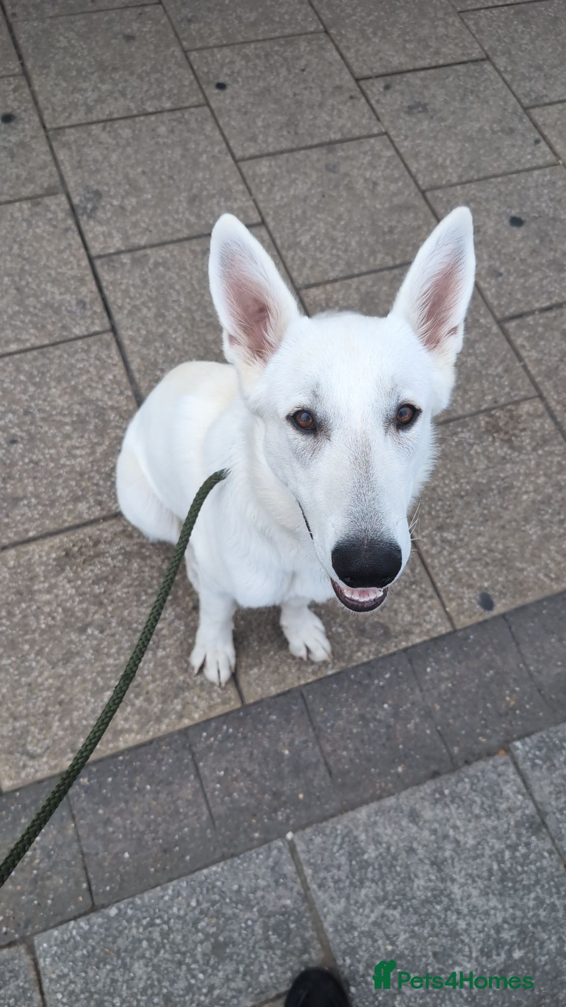 German Shepherd dogs White German shepherd - Advert 10