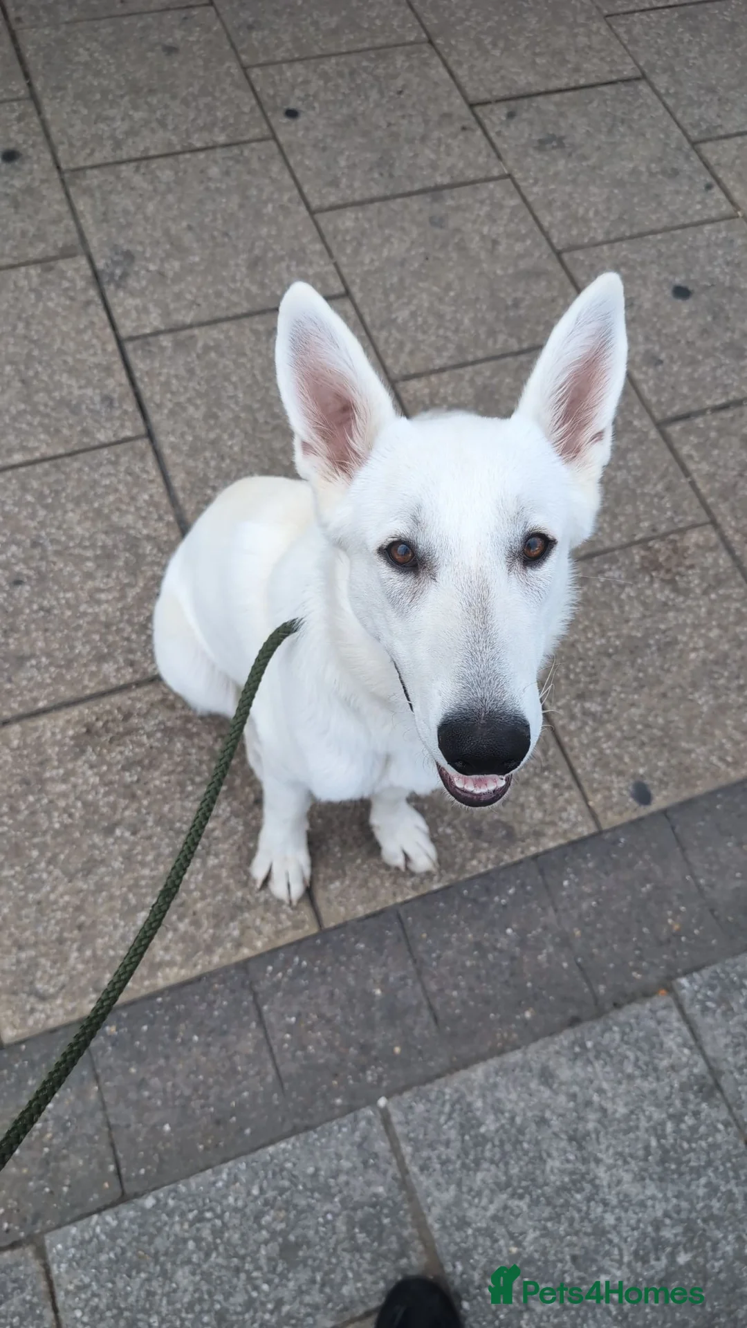 German Shepherd dogs for sale: White German shepherd in Southampton - Advert 1