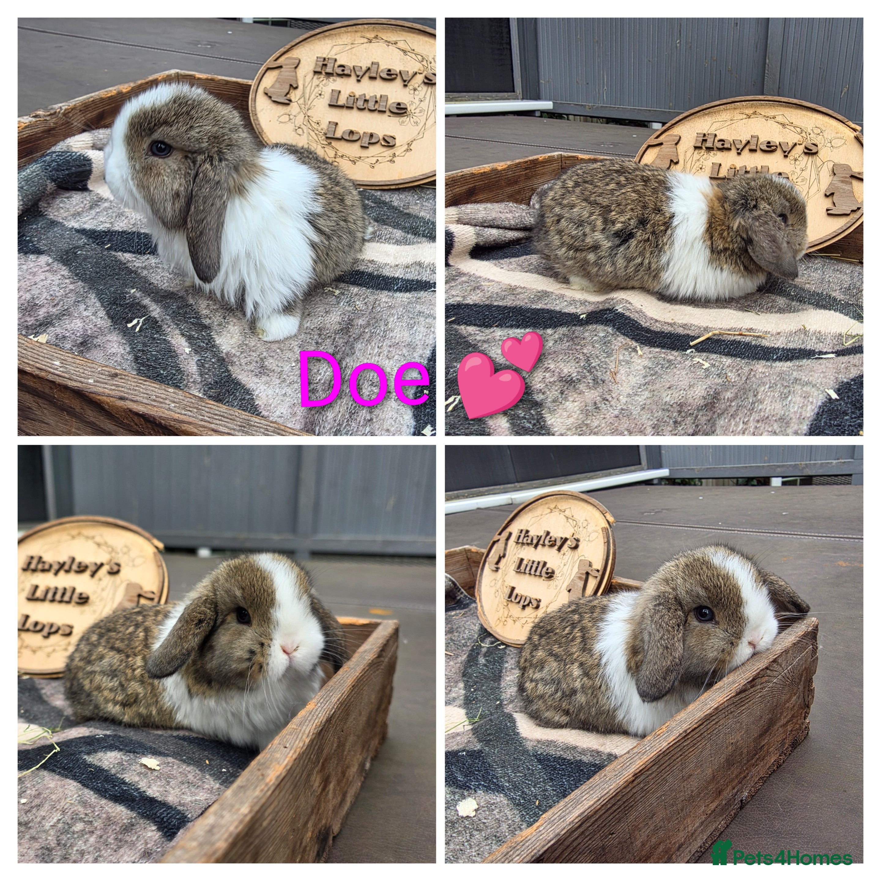 Mini Lop rabbits Gorgeous pure breed mini lops  - Advert 1