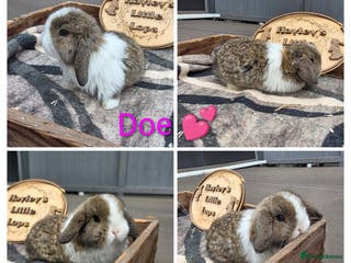 Mini Lop rabbits Gorgeous pure breed mini lops - Advert 1