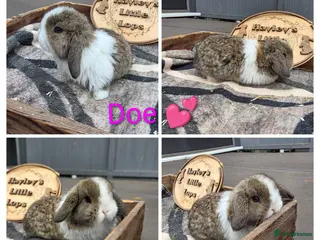 Mini Lop rabbits Gorgeous pure breed mini lops - Advert 4