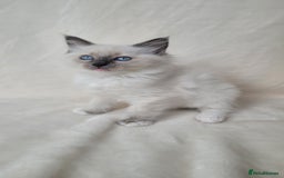 Ragdoll cats for sale: Ragdoll kittens for sale - Image 2