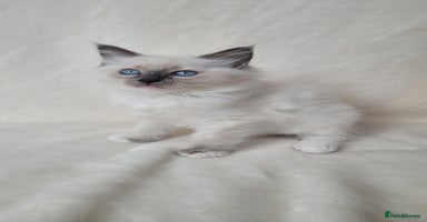 Ragdoll cats - Advert 13