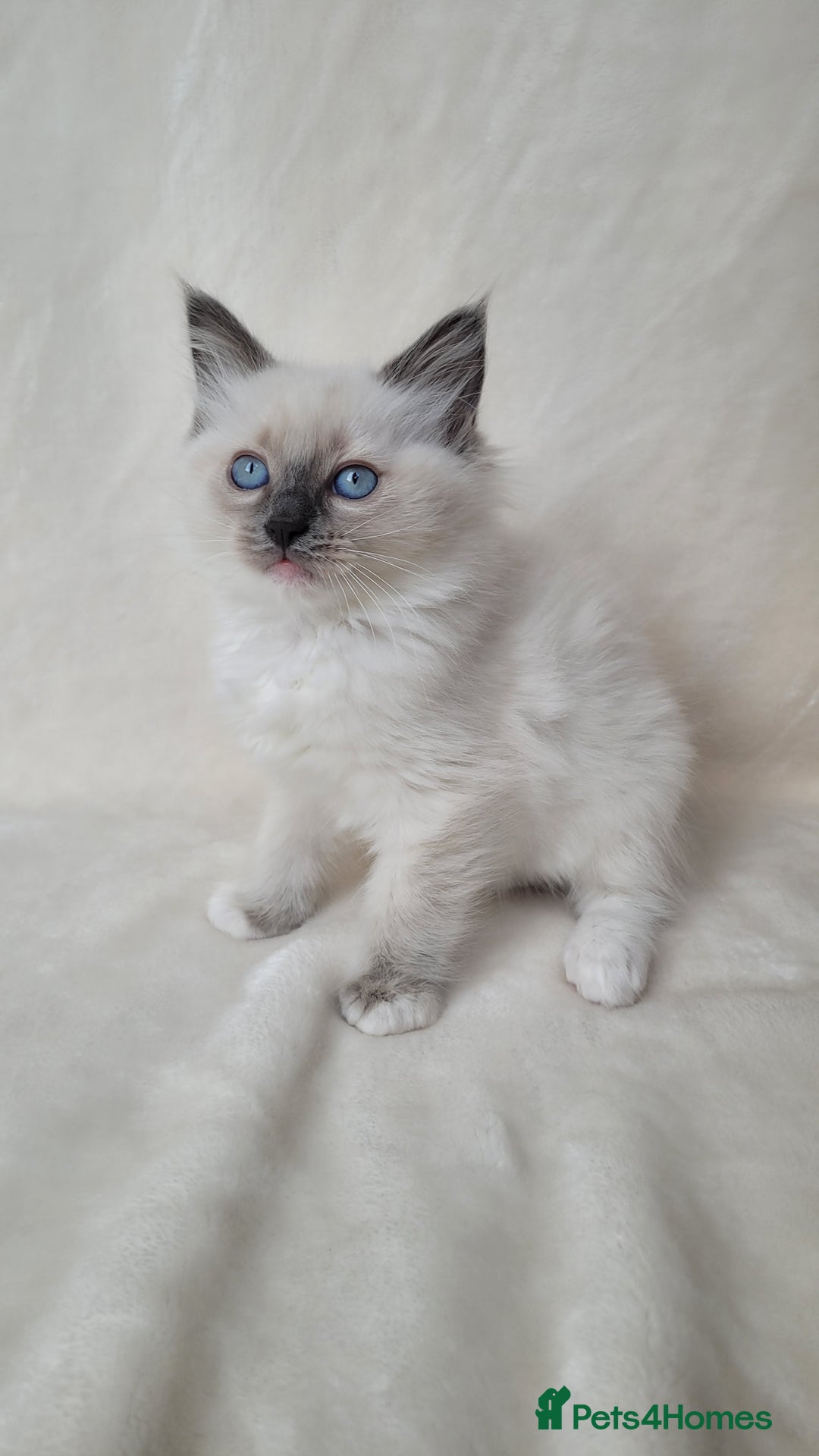 Ragdoll cats for sale: Ragdoll kittens for sale - Image 2