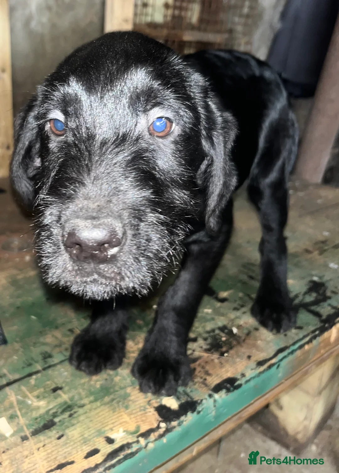 Mixed Breed dogs for sale: Two Lovely boys looking for a forever Home  . - Advert 2