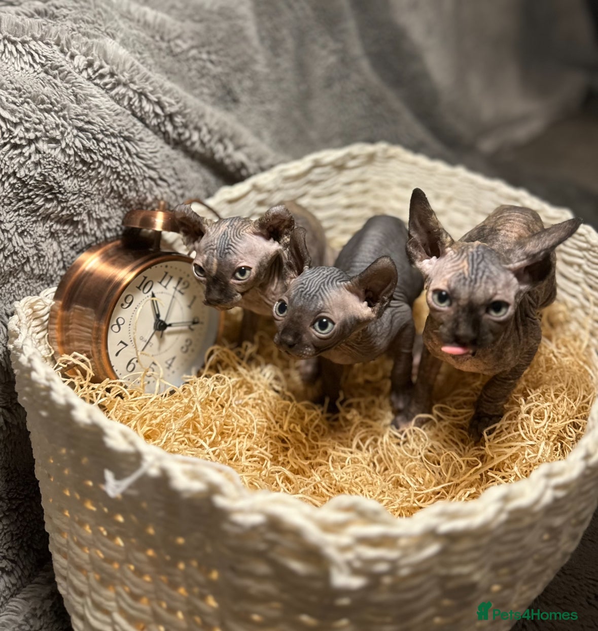 Sphynx cats Sphynx  - Advert 1