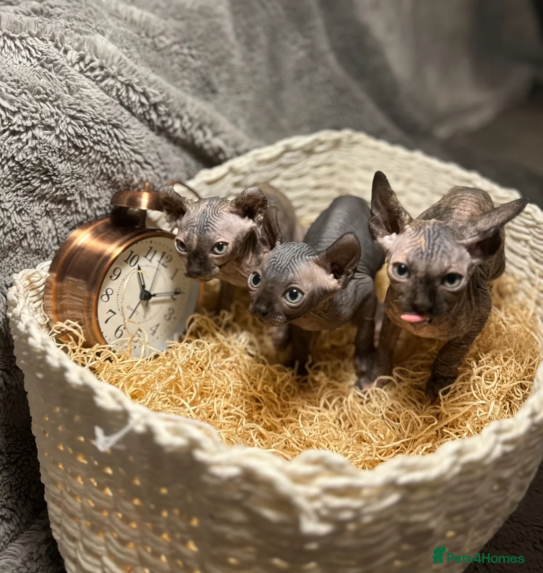Sphynx cats for sale: Sphynx  in Birmingham - Advert 1