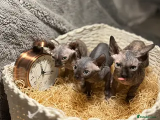 Sphynx cats Sphynx - Advert 1