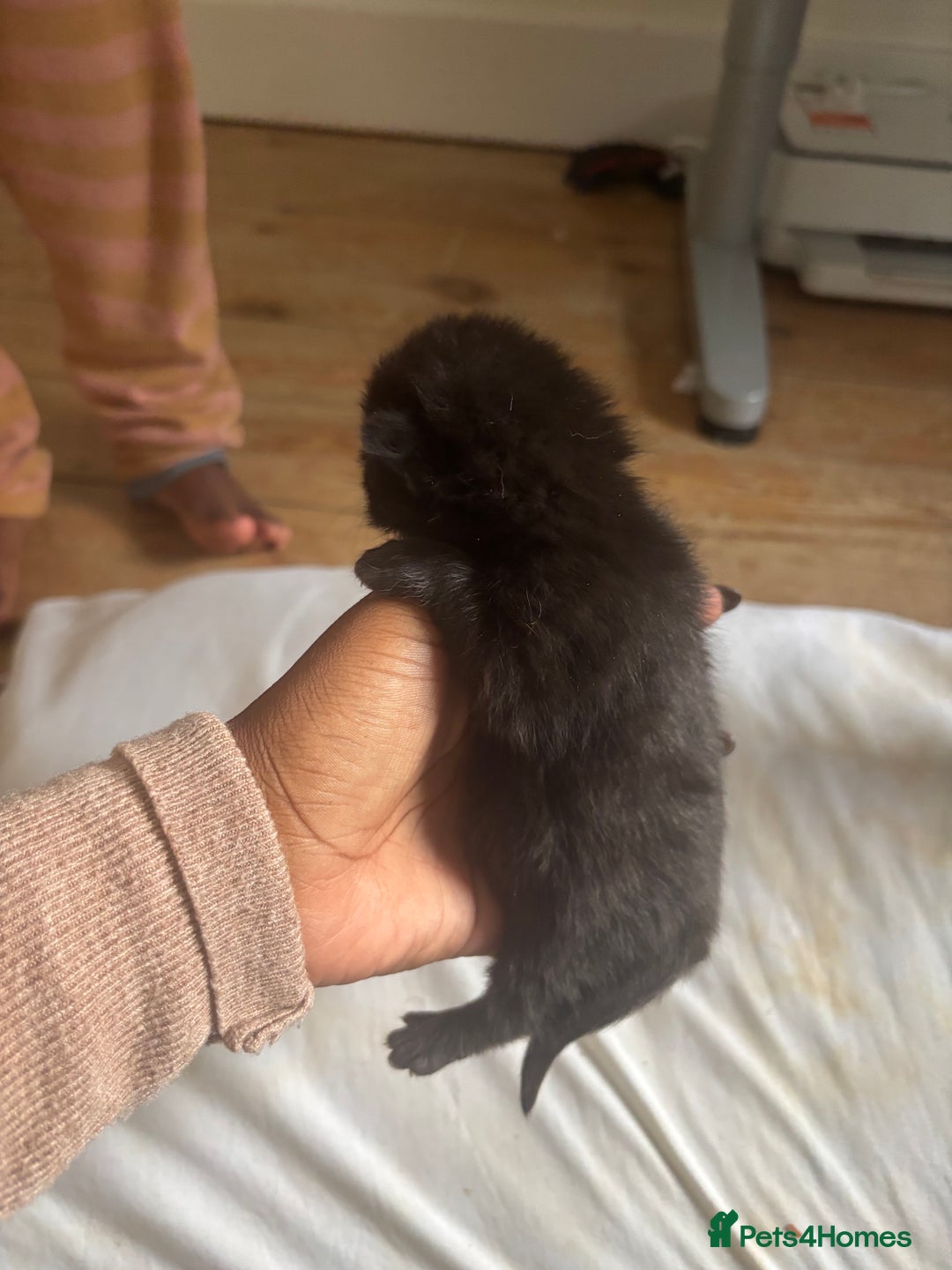 Domestic Shorthair cats for sale: Domestic and BSH Kittens  - Image 4