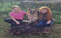 German Shepherd dogs for sale: KC reg German Shepherd Puppies - Family dogs - Image 6