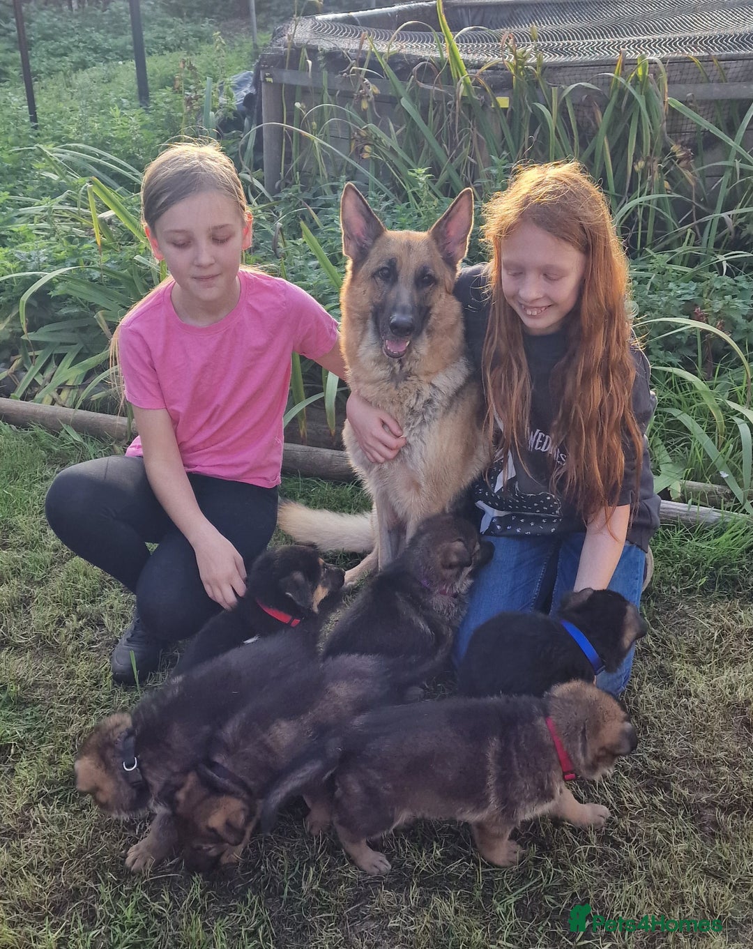 German Shepherd dogs for sale: KC reg German Shepherd Puppies - Family dogs - Image 6