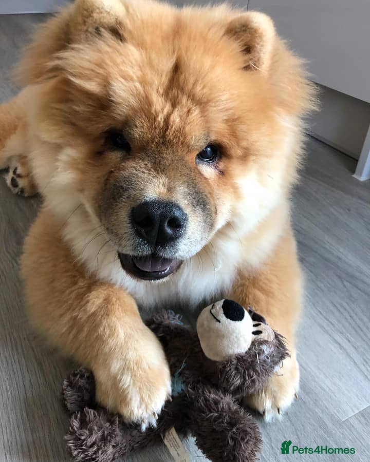 Chow Chow dogs Rehoming My Beloved Chow Chow Boy - Advert 1