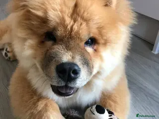 Chow Chow dogs Rehoming My Beloved Chow Chow Boy - Advert 2