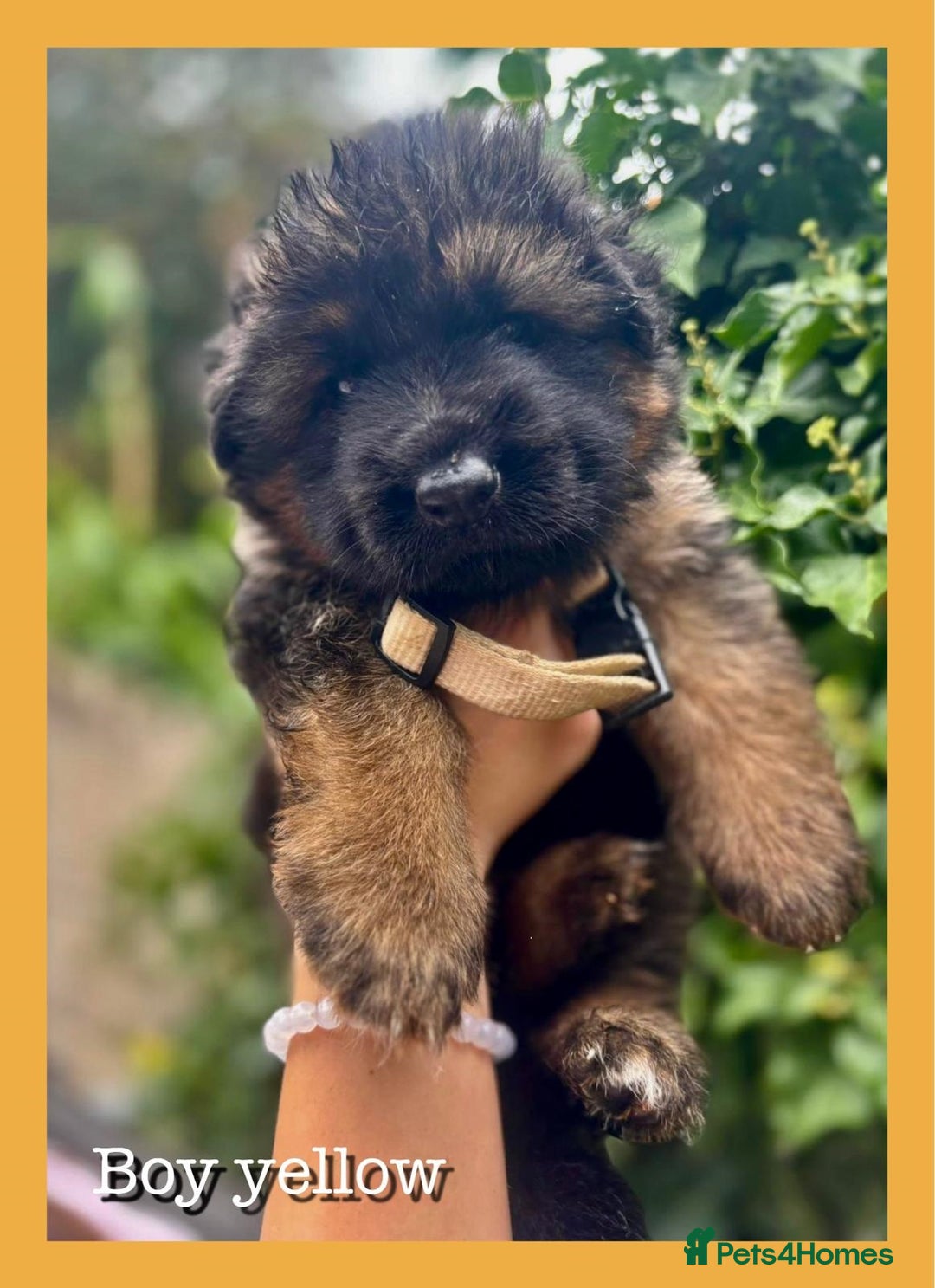 German Shepherd dogs for sale:   GSD puppies' fluffy coats  - Image 8
