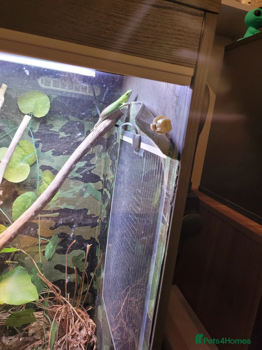 Skink reptiles for sale: Olive tree skink  - Advert 4