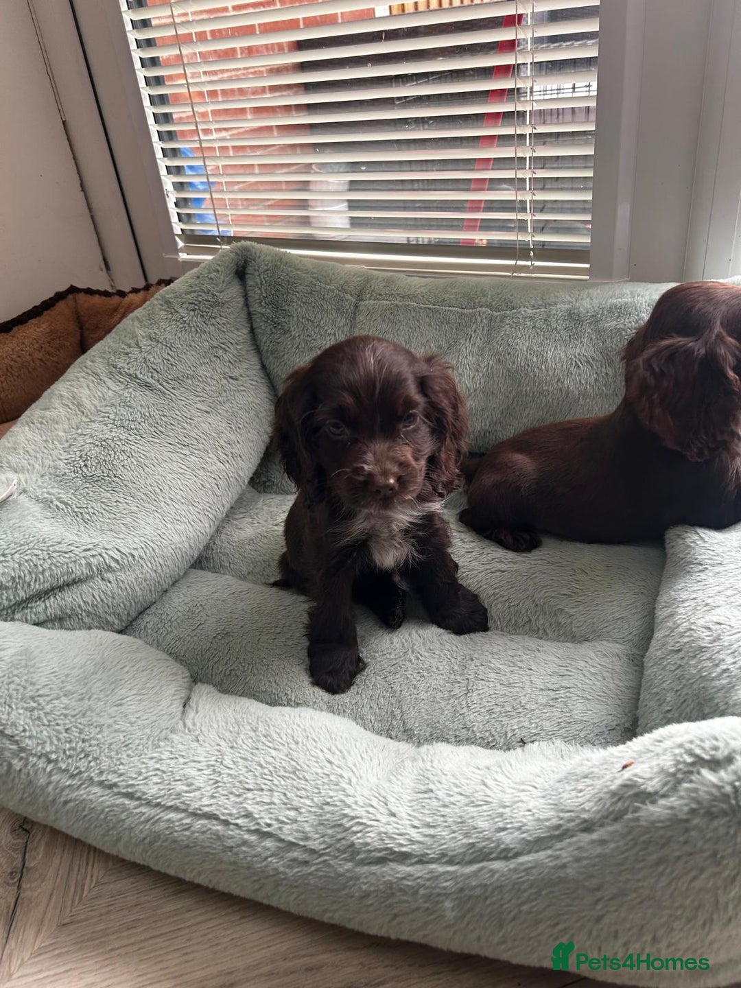 Cocker Spaniel dogs for sale: Show cocker spaniels  - Image 26