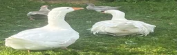 Geese poultry for sale: Beautiful White Gander – 4 Years Old in Tadworth - Advert 4