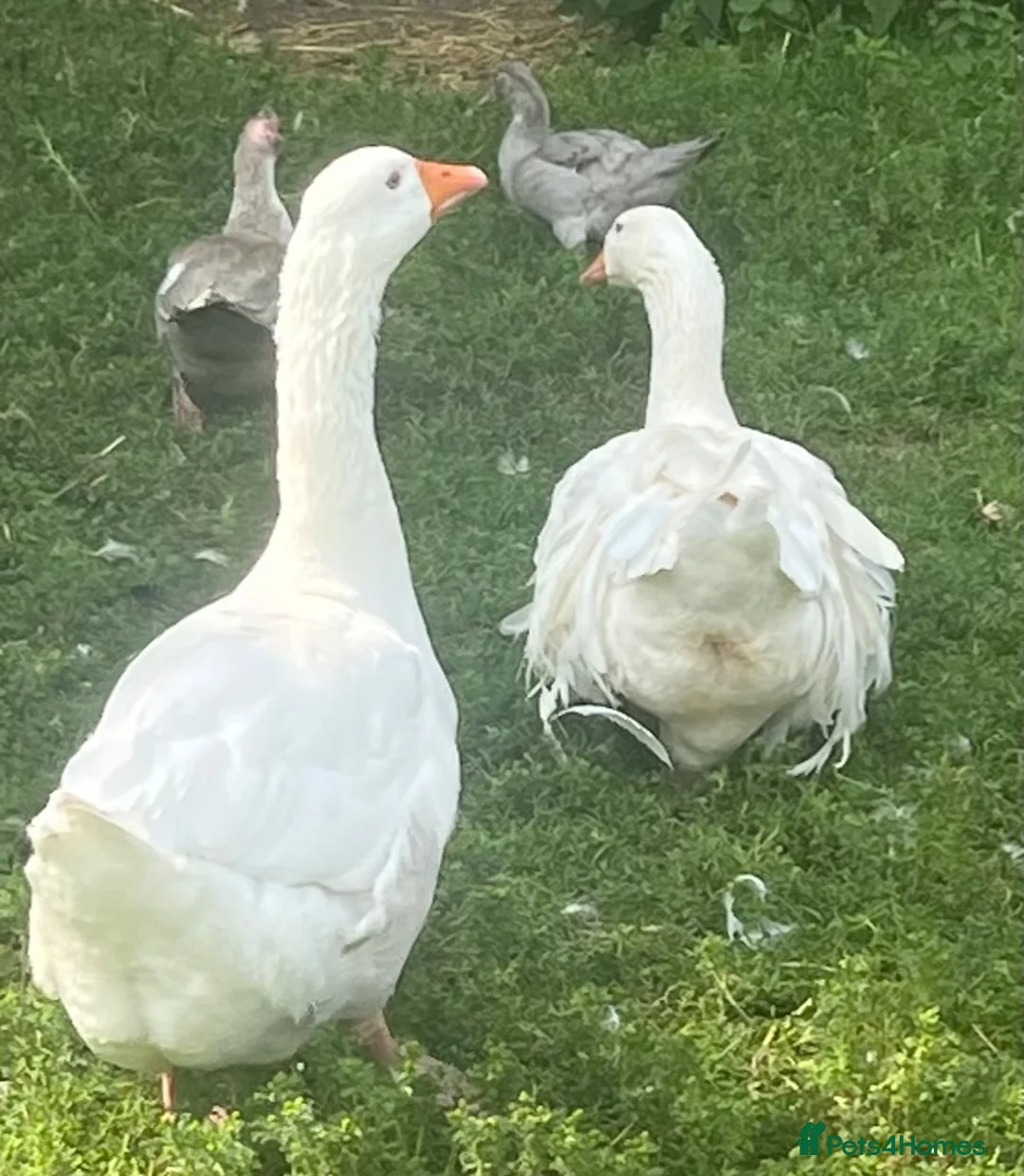 Geese poultry for sale: Beautiful White Gander – 4 Years Old in Tadworth - Advert 4