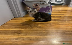 Bengal cats for sale: Silver charcoal bengals pets/queens/studs - Image 11