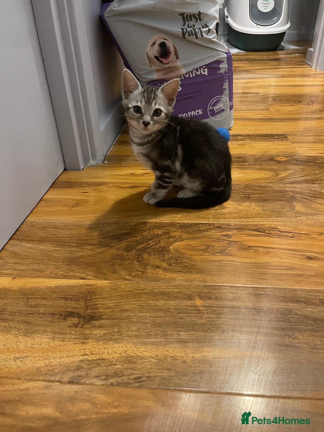 Bengal cats for sale: Silver charcoal bengals pets/queens/studs - Image 11