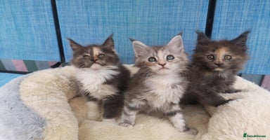 Maine Coon cats - Advert 14