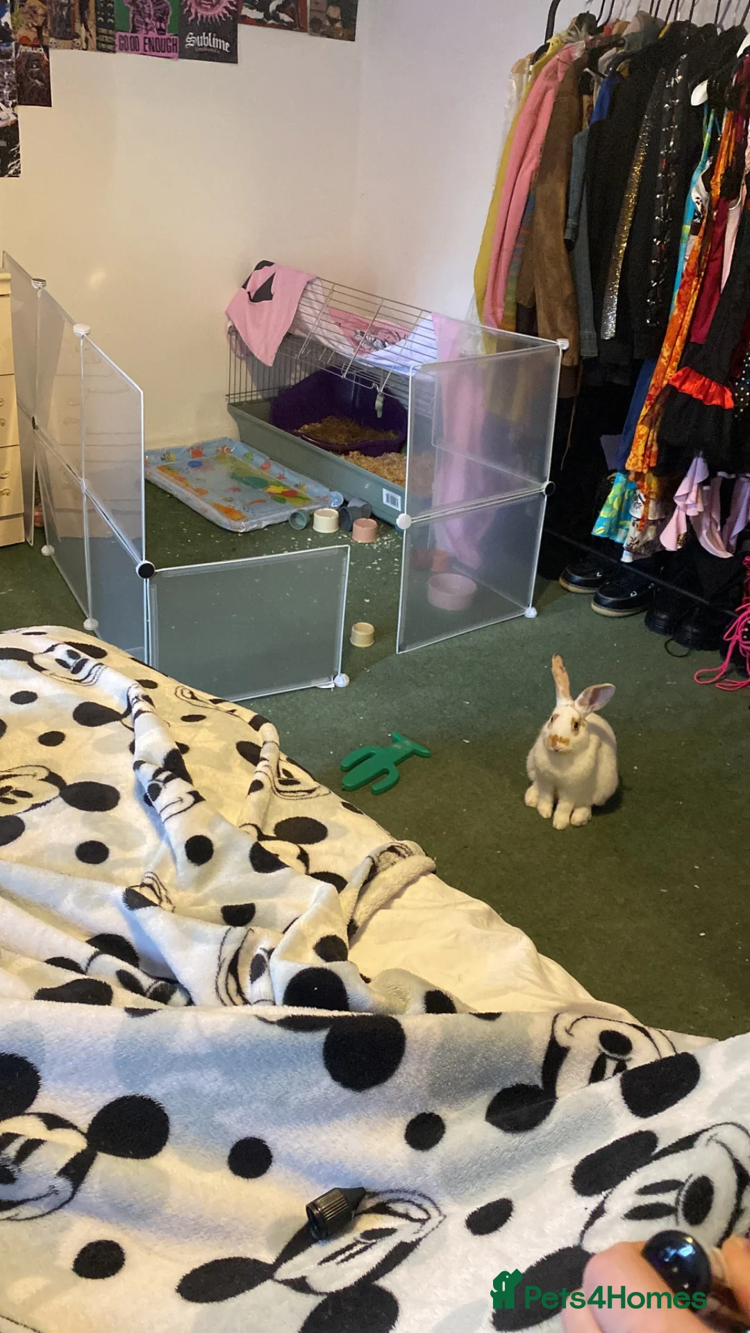 Mixed Breed rabbits for sale: Rabbit come with cage, food, toys in Mansfield - Advert 2