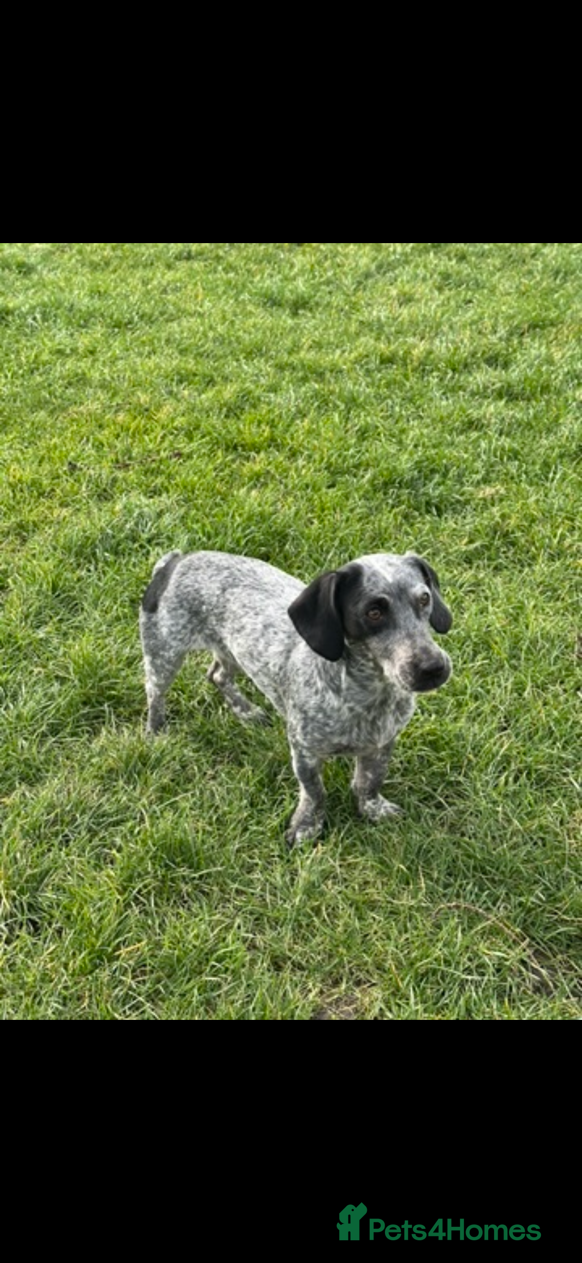 Cocker Spaniel dogs WANTED COCKER JACK STUD - Advert 1