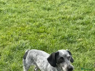 Cocker Spaniel dogs WANTED COCKER JACK STUD - Advert 1