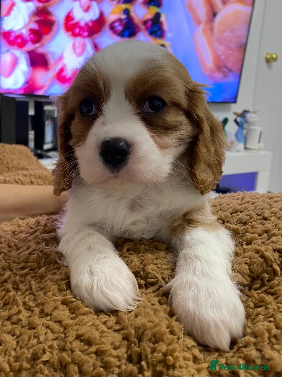 Cavalier King Charles Spaniel dogs for sale: pure Cavalier King Charlse Spaniel - Advert 1