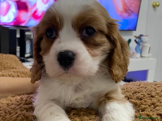 Cavalier King Charles Spaniel dogs pure Cavalier King Charlse Spaniel - Advert 6