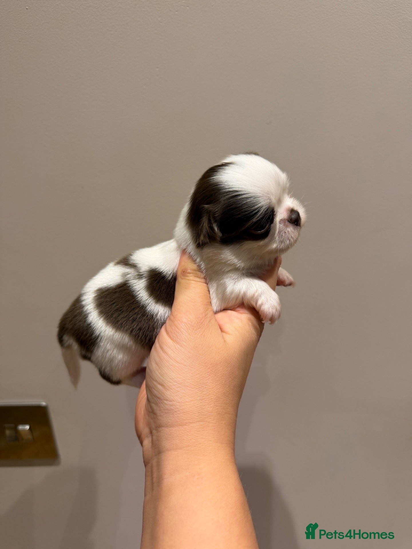 Chihuahua dogs KC Thai/Russian Long coat puppies  - Advert 1