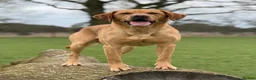 Labrador Retriever dogs for sale: Labrador puppies  - Advert 33