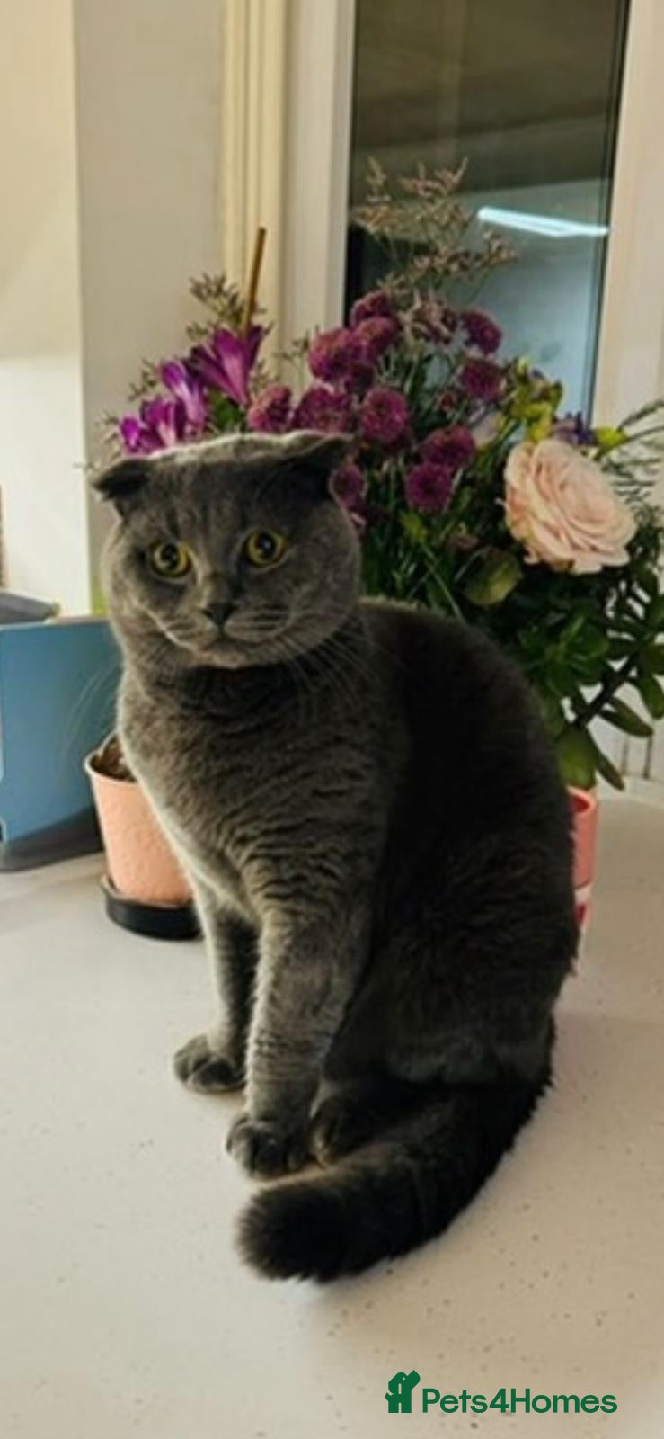 Scottish Fold cats for sale: 5 beautiful Scottish Fold’s kittens  - Advert 31