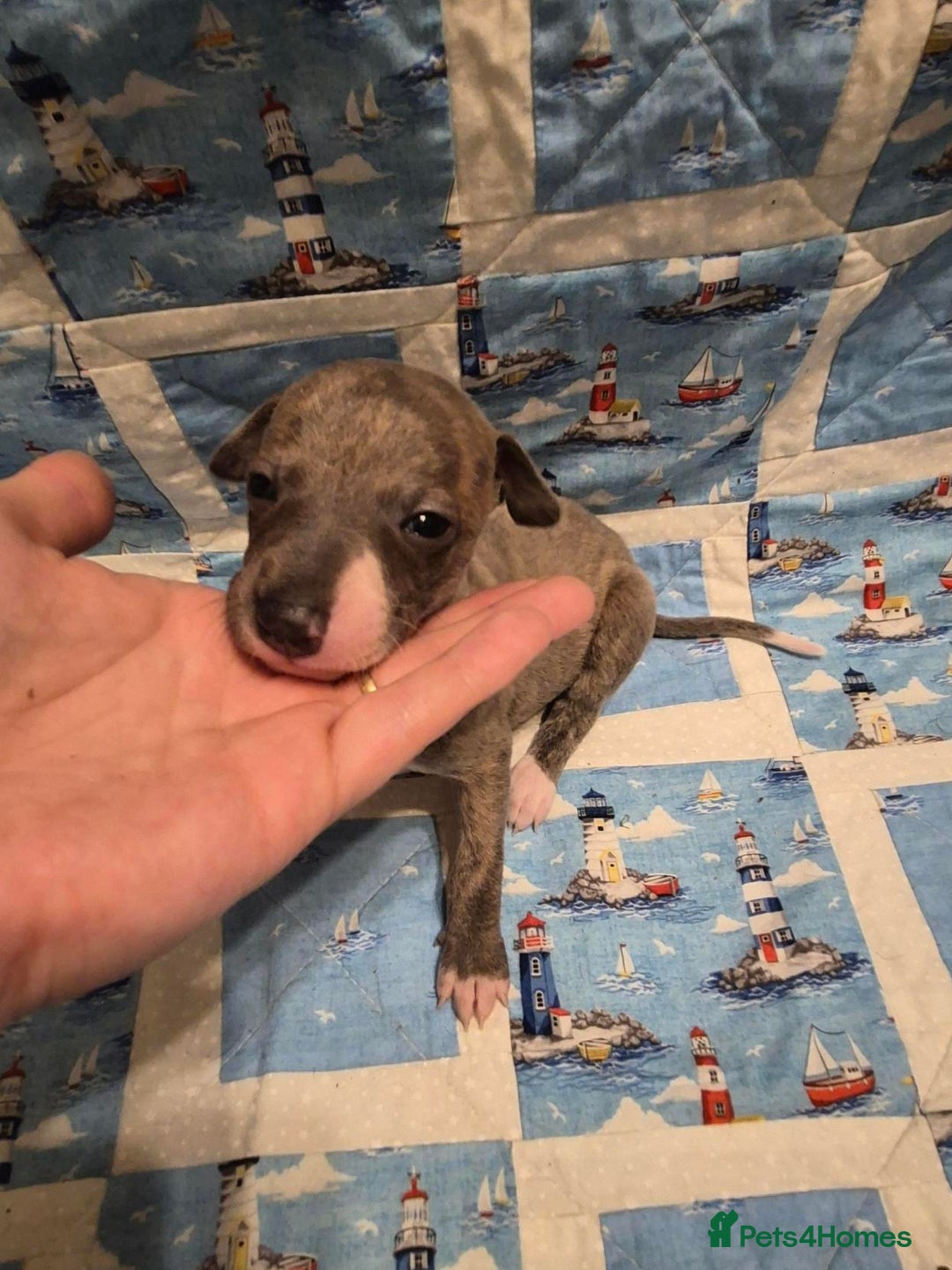 Whippet dogs for sale: Stunning KC Whippet Puppies for Sale - Advert 3