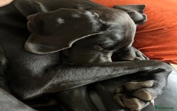 Great Dane dogs for sale: Female KC registered Great Dane - Image 13