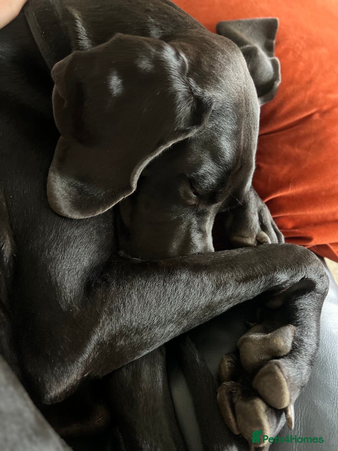 Great Dane dogs for sale: Female KC registered Great Dane - Image 13