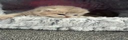 British Shorthair cats for sale: British shorthair  - Advert 6