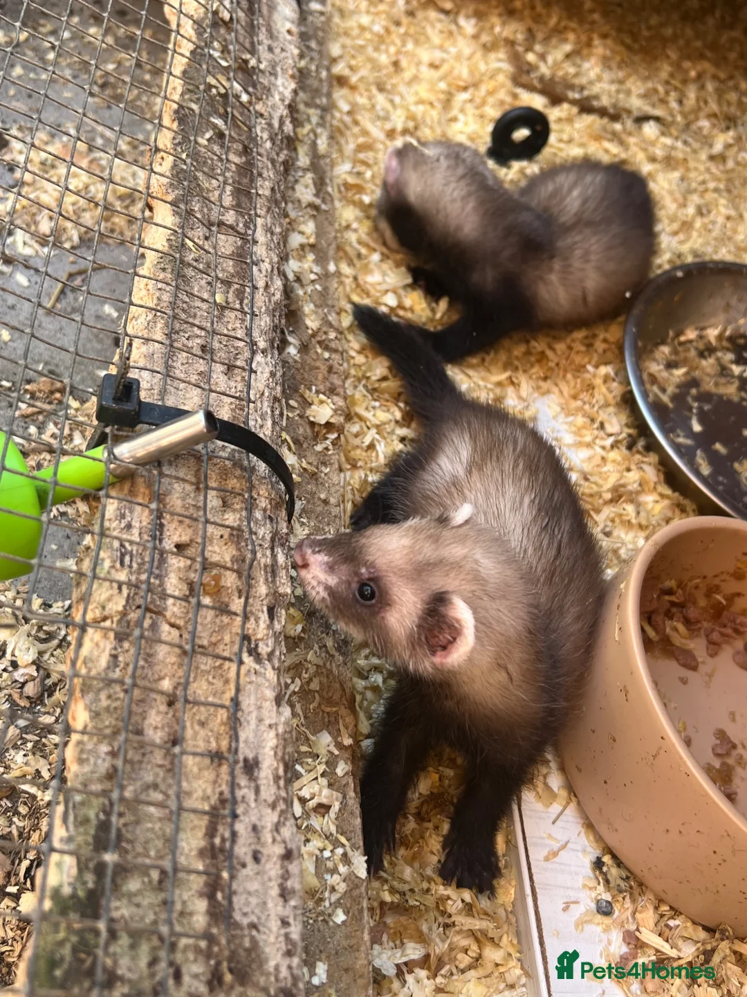 Ferret rodents for sale: Baby ferret  - Advert 4