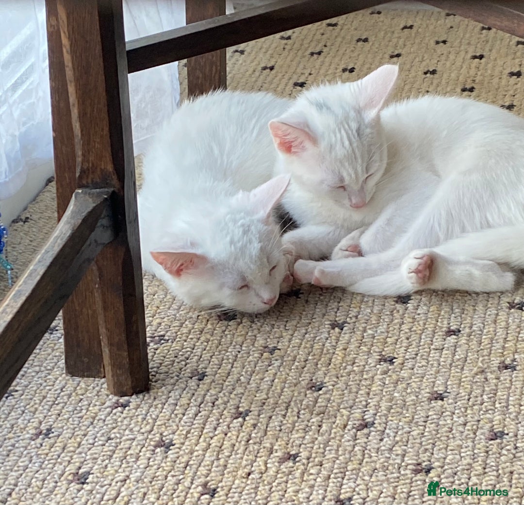 British Shorthair cats for sale: Two White British short hair kittens - Image 1
