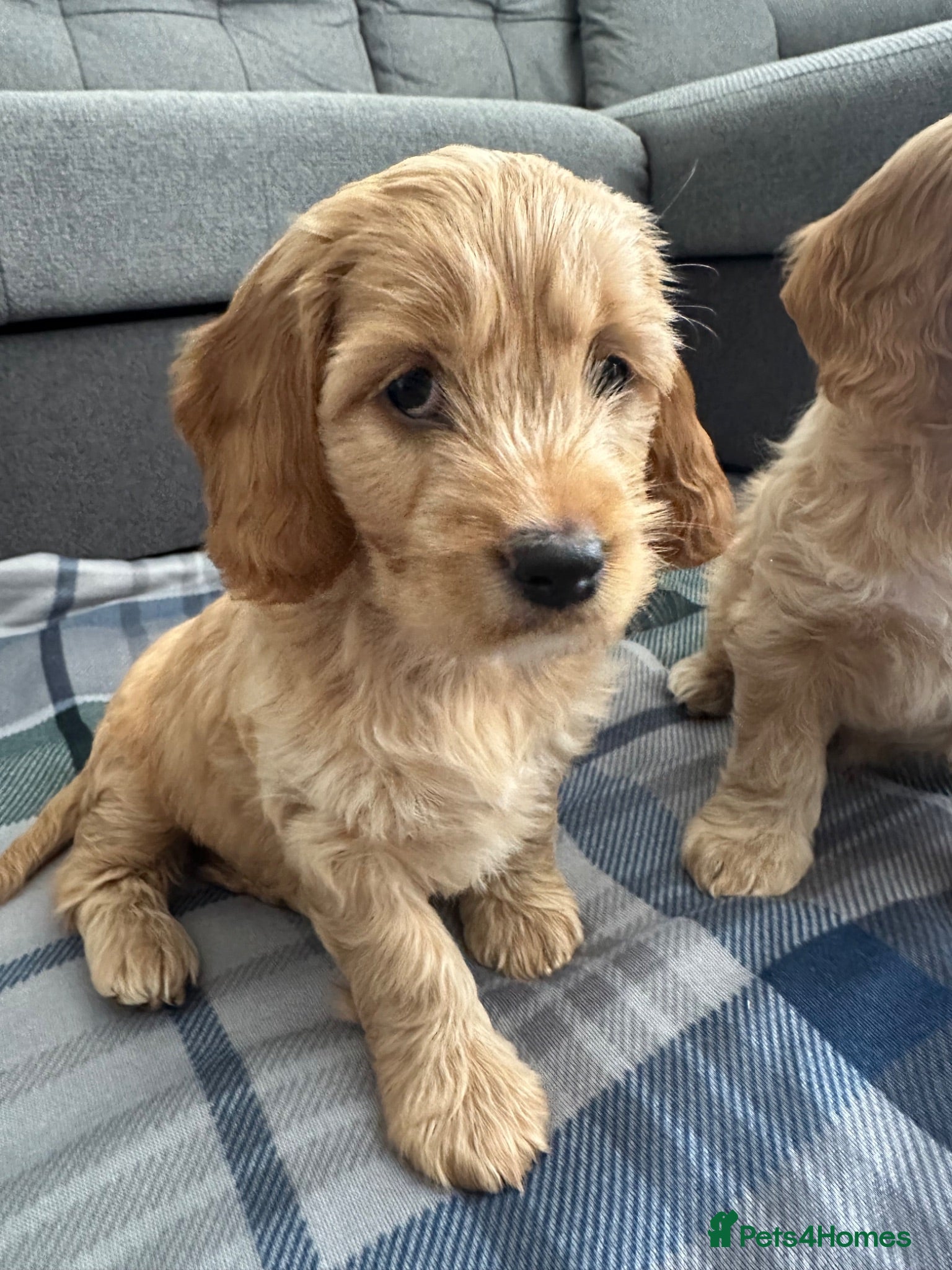 Mixed Breed dogs 6  puppies cocker spaniel x Lhasapoo  - Advert 16