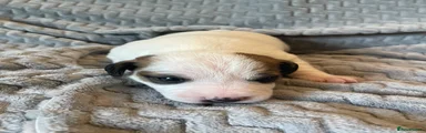 Parson Russell Puppy 2