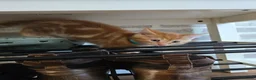 Mixed Breed cats for sale: Ready 5kittens raised with dogs and children - Advert 22