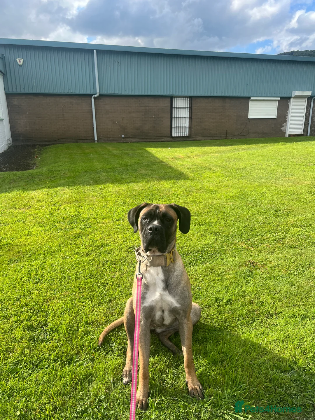 Mixed Breed dogs for sale: loving girl needing forever home  - Advert 1