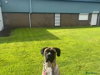 Mixed Breed dogs Big loving girl needing forever home - Advert 1