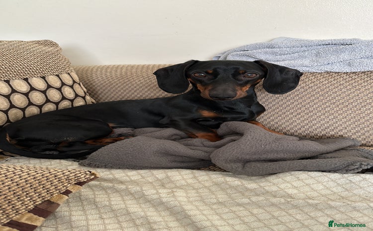 Dachshund dogs - Advert 2